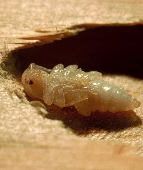 Capricorne des maisons : taille de l'insecte, dangers et traitement